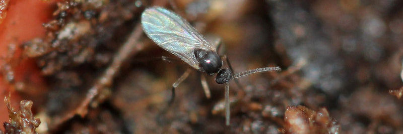 Fungus Gnats - Pests & Diseases